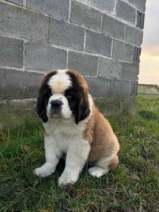 Bernardyn szczeniak sprzedam
