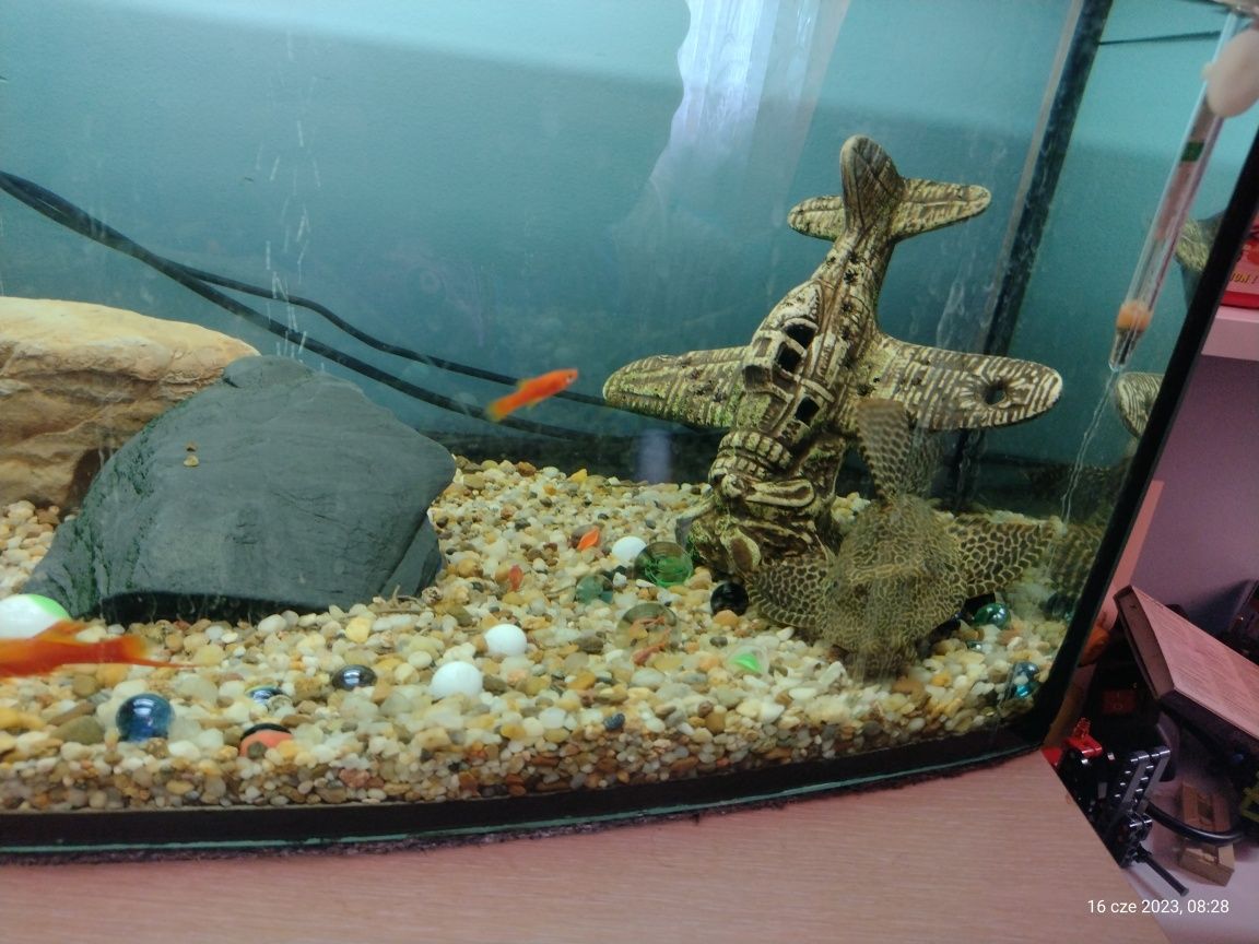 Akwarium z rybkami i wyposażeniem i komodą