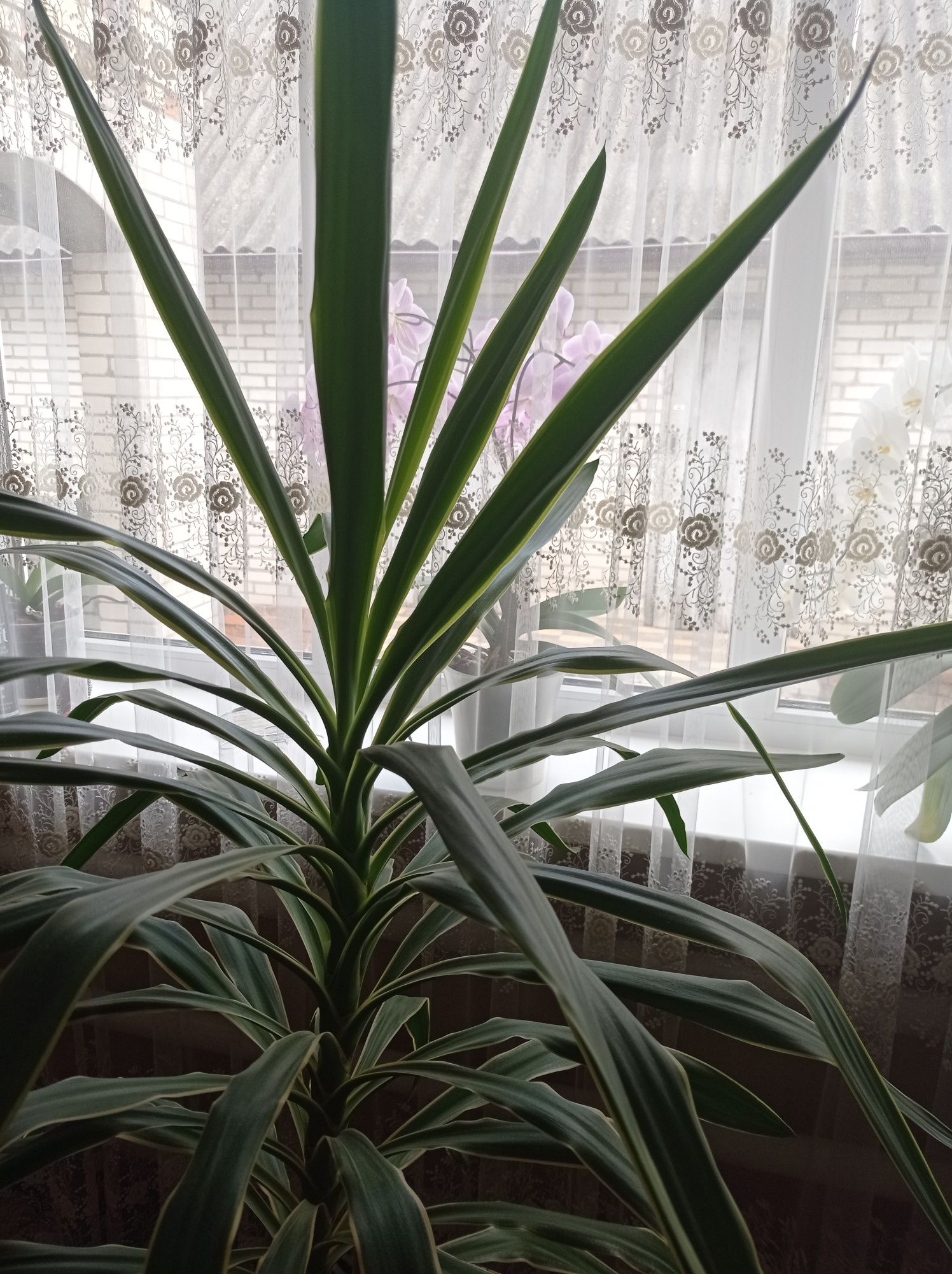 Кімнатні рослини пальма 1.70 м, сенсевієрія , фікус..