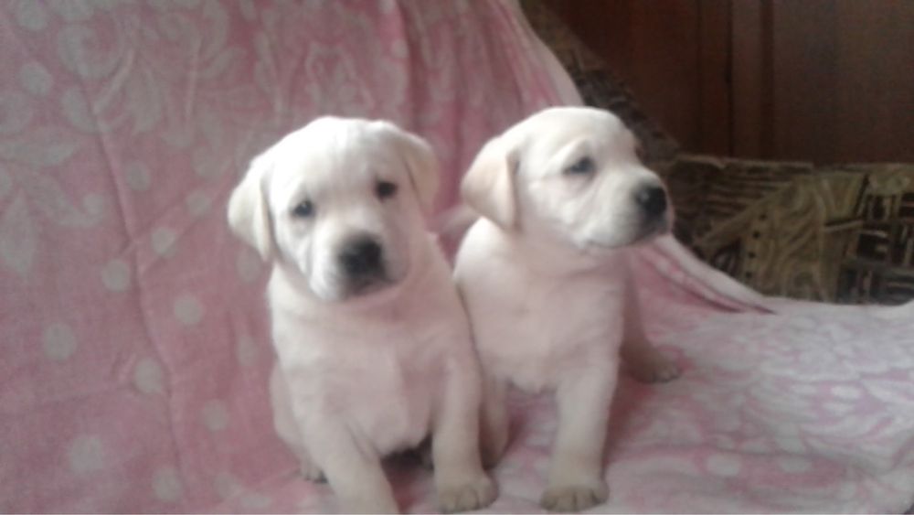 Лабріки від чемпіонів України