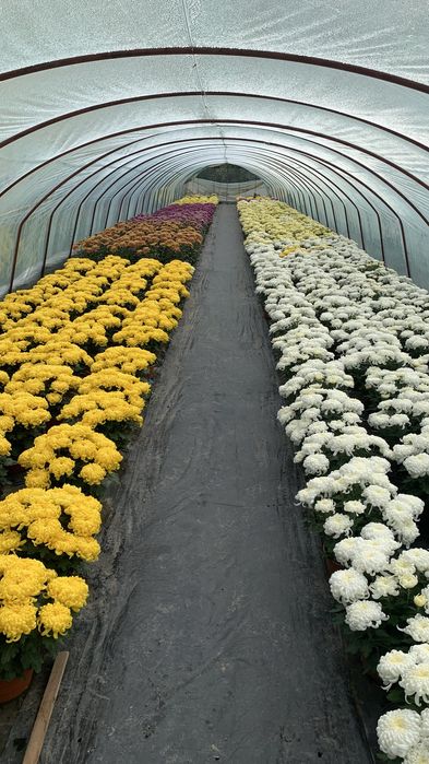 Chryzantemy TANIO Okazja