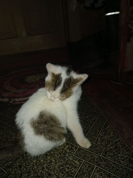 Киця Нюся 4 міс+безкоштовна стерилізація