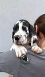 Dog niemiecki FCI arlekin samiec, gotowy na nowy dom
