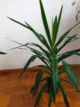 Kwiat doniczkowy duża Yuka dracena