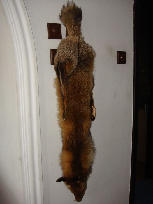 Lisy    Na  Ścianę  Spreparowane