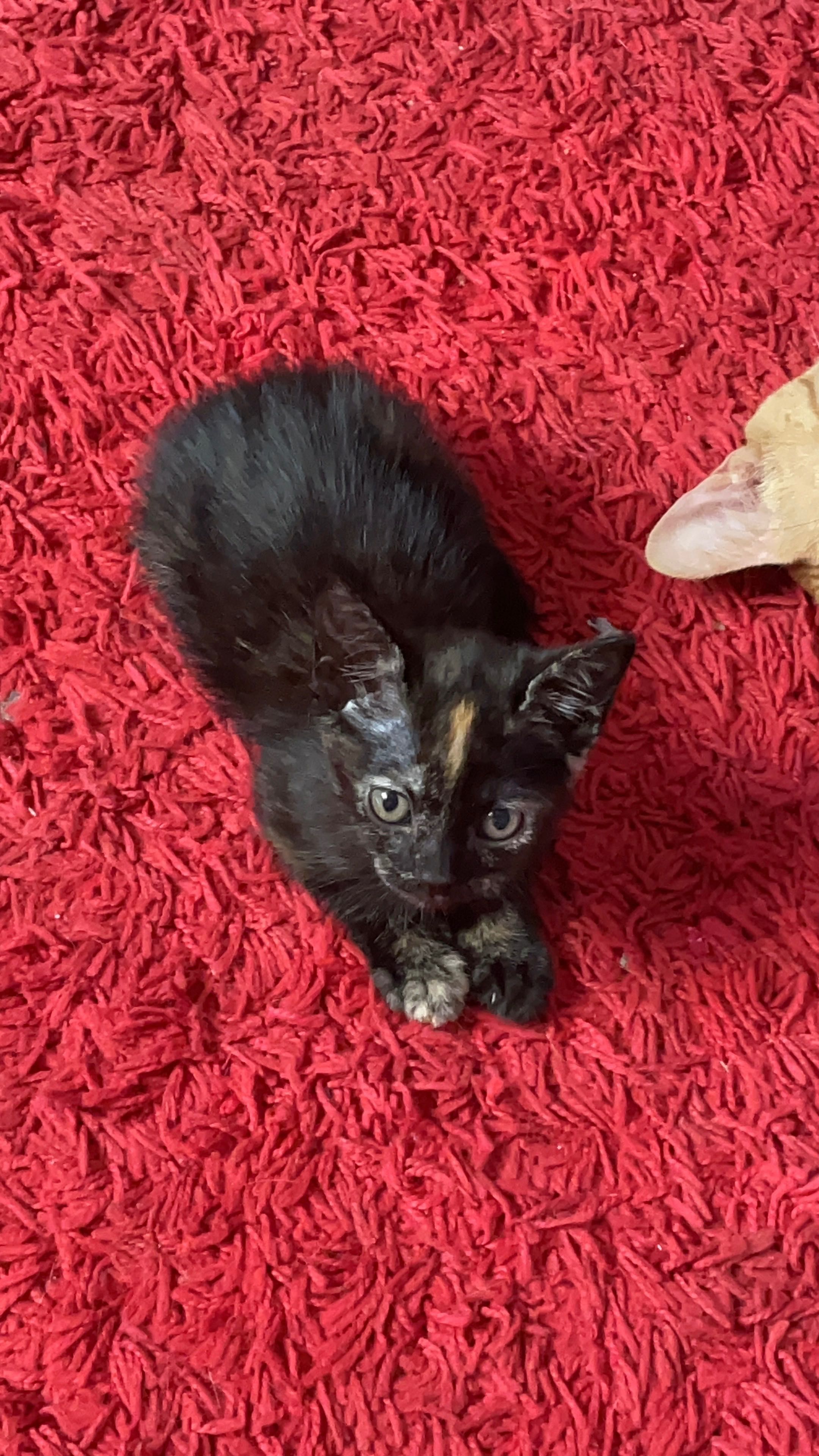 Dasse gatinhos bebés