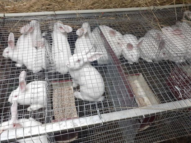 Продаж молодняка кролів для відгодівлі