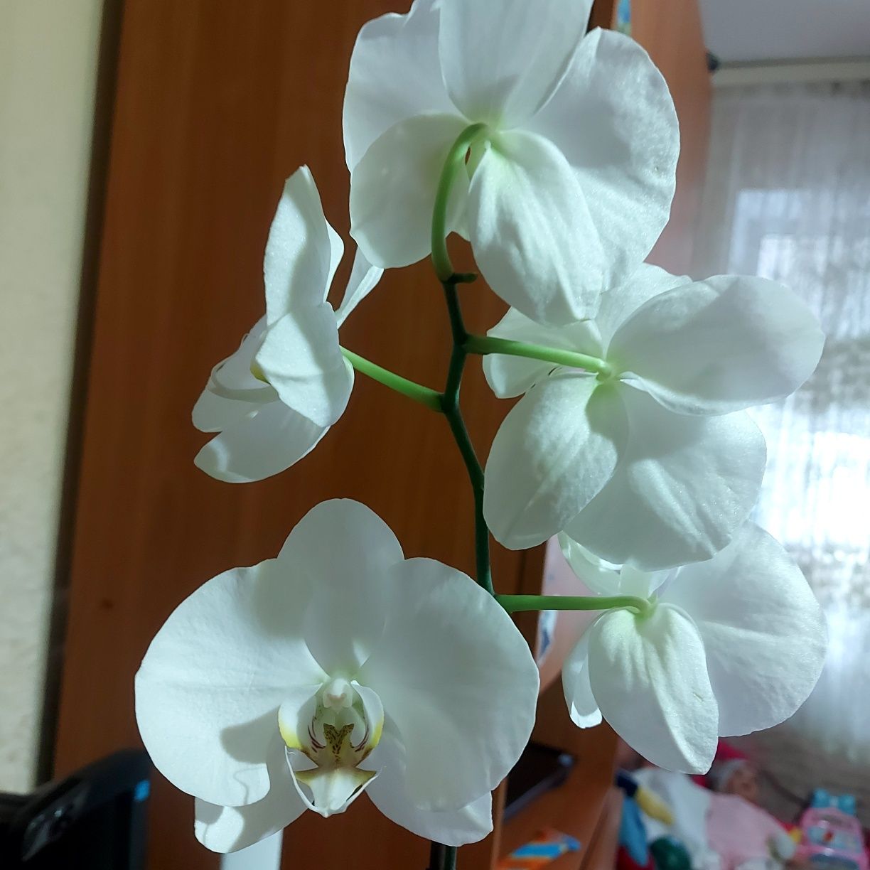 Орхидеи красотки
