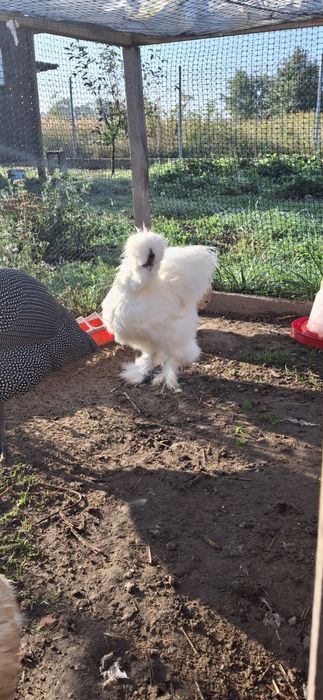 Kogut silka kura jedwabista