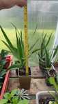 Dracena draco (smocze drzewo)