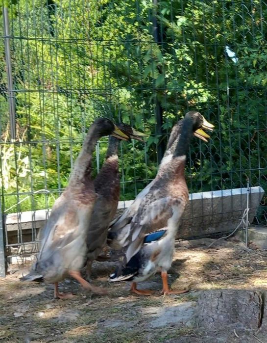 Kaczory biegusy indyjskie