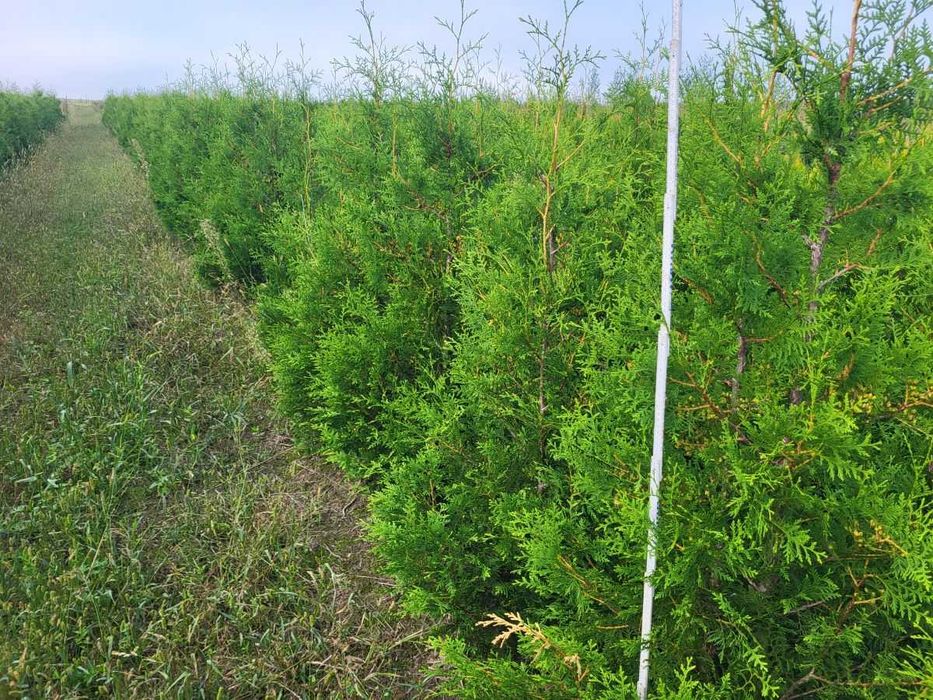 Tuja thuja Brabant 170-180cm ze szkółki transport