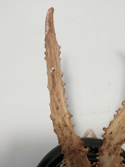 Małe poroże na okrągłej deseczce do zawieszenia na ścianie.