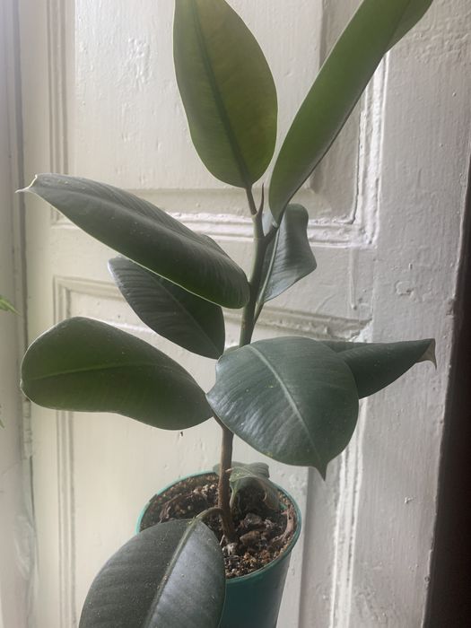 Продам фикус