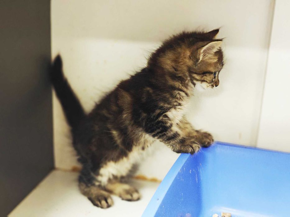 Ніжний кото-хлопчик Лялік (2 міс) шукає сім'ю! Кошеня, кіт, кішка