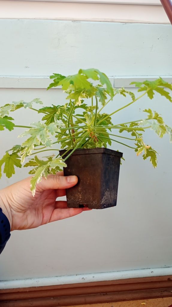 Anginka tradycyjna i variegata. Super zestawienie.