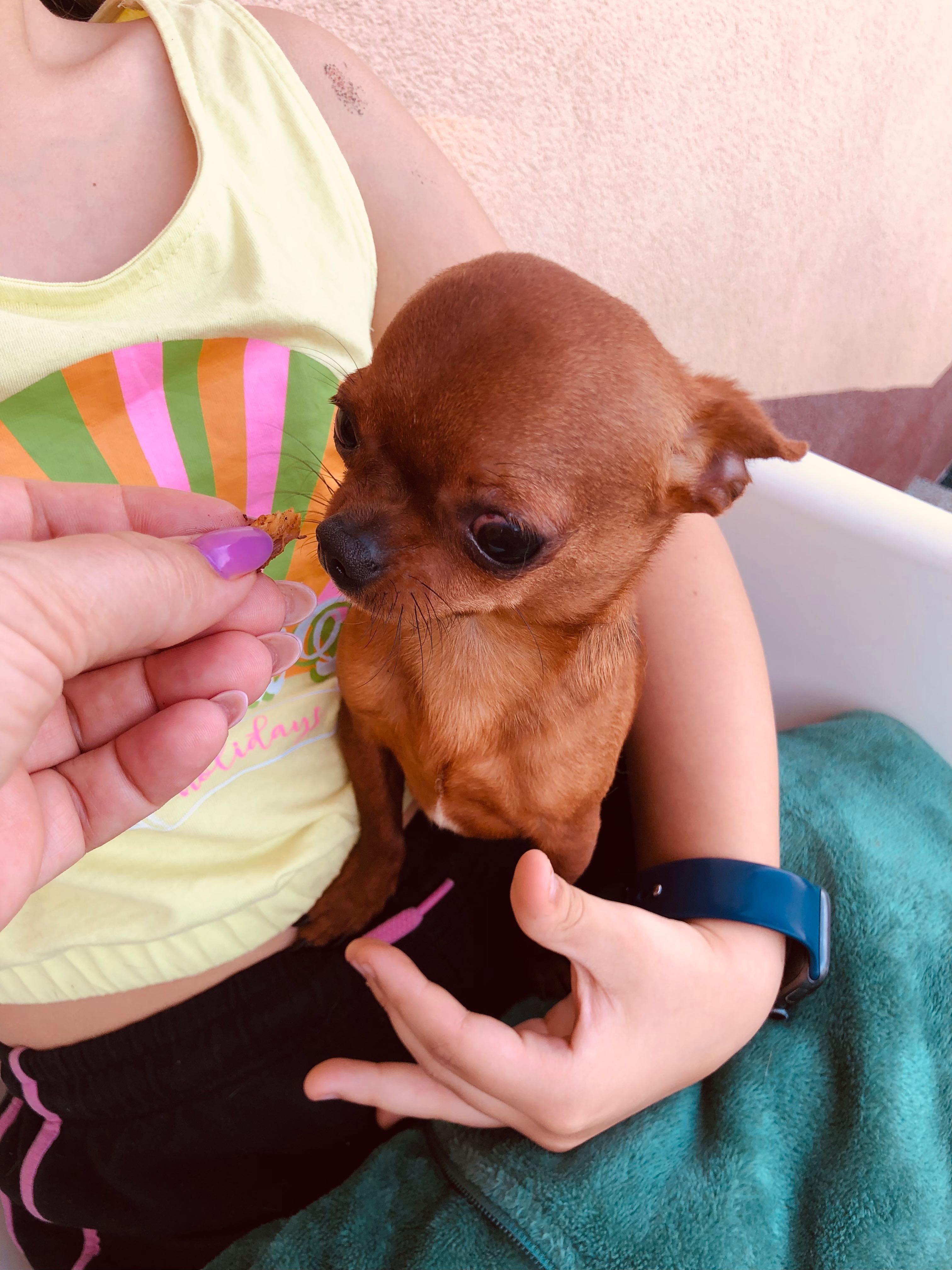 Chihuahua Piesek Chiulala malutki