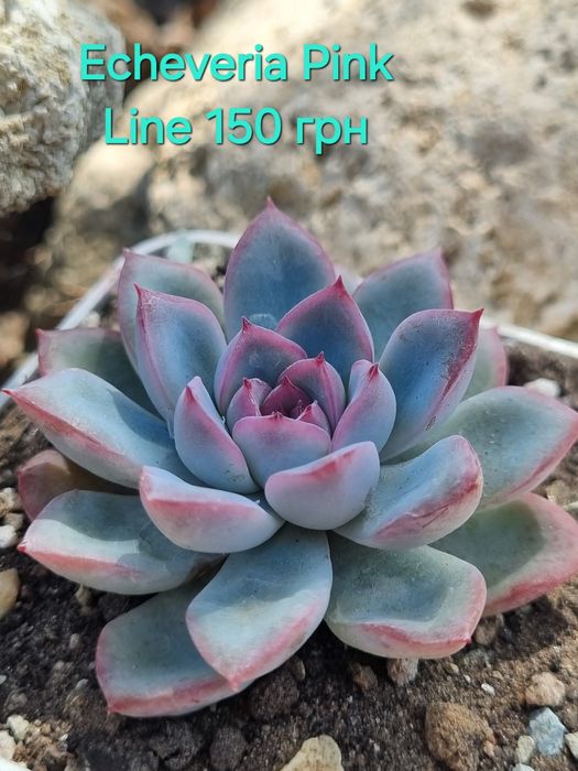 Сукуленти echeveria
