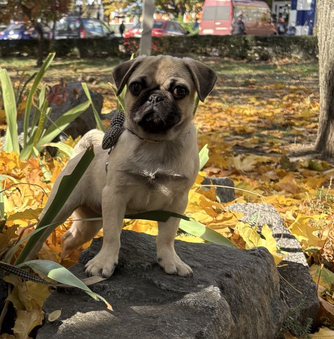 Продам срочно собаку мопса