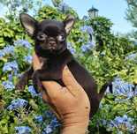 Chihuahua machinho mini