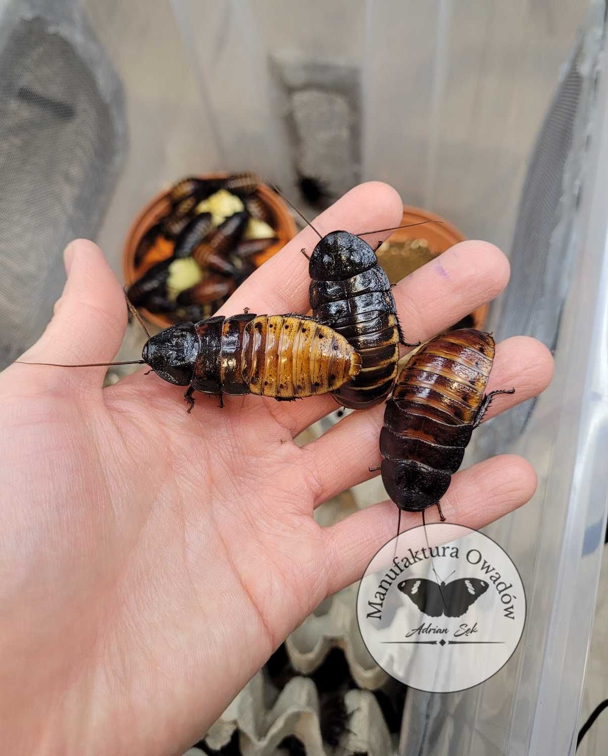 Karaczan madagaskarski - imago 5-8cm (Gromphadorhina portentosa)