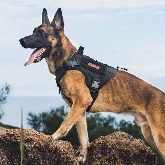 Arnês Cão K9 OneTigris L