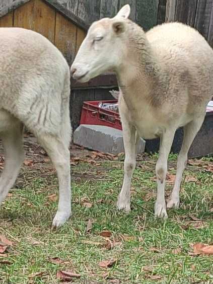 sprzedam owce nolan - 3 sztuki