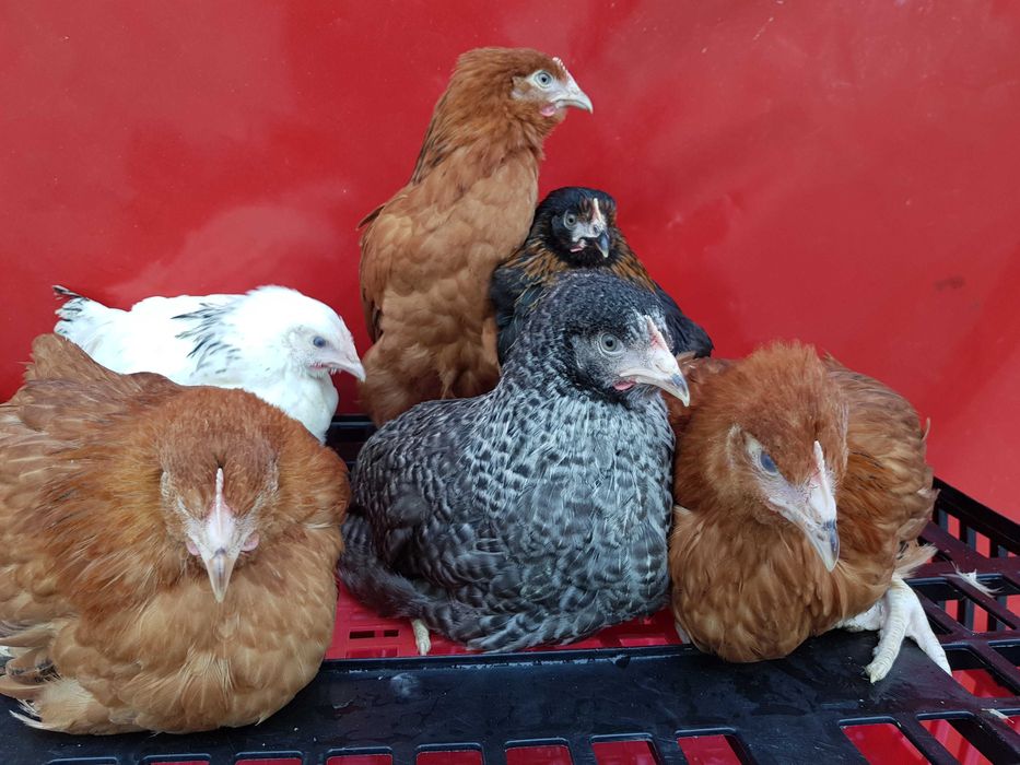 Kury kokoszki nioski rosa