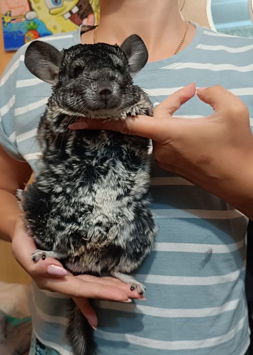 Домашній улюбленець