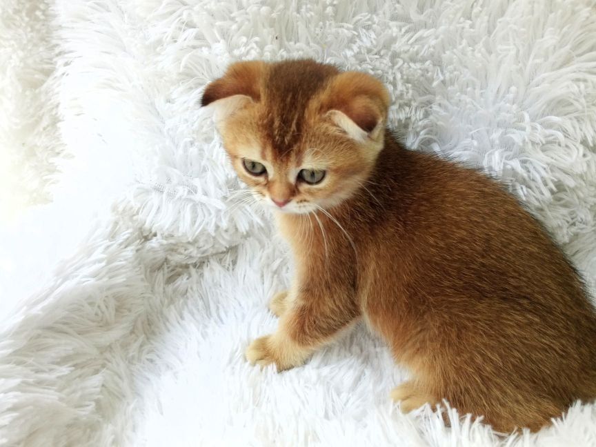 Золота, шиншилла,  неймовірна муркотушечка