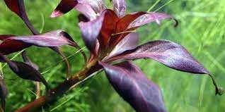 Ludwigia Glandulosa