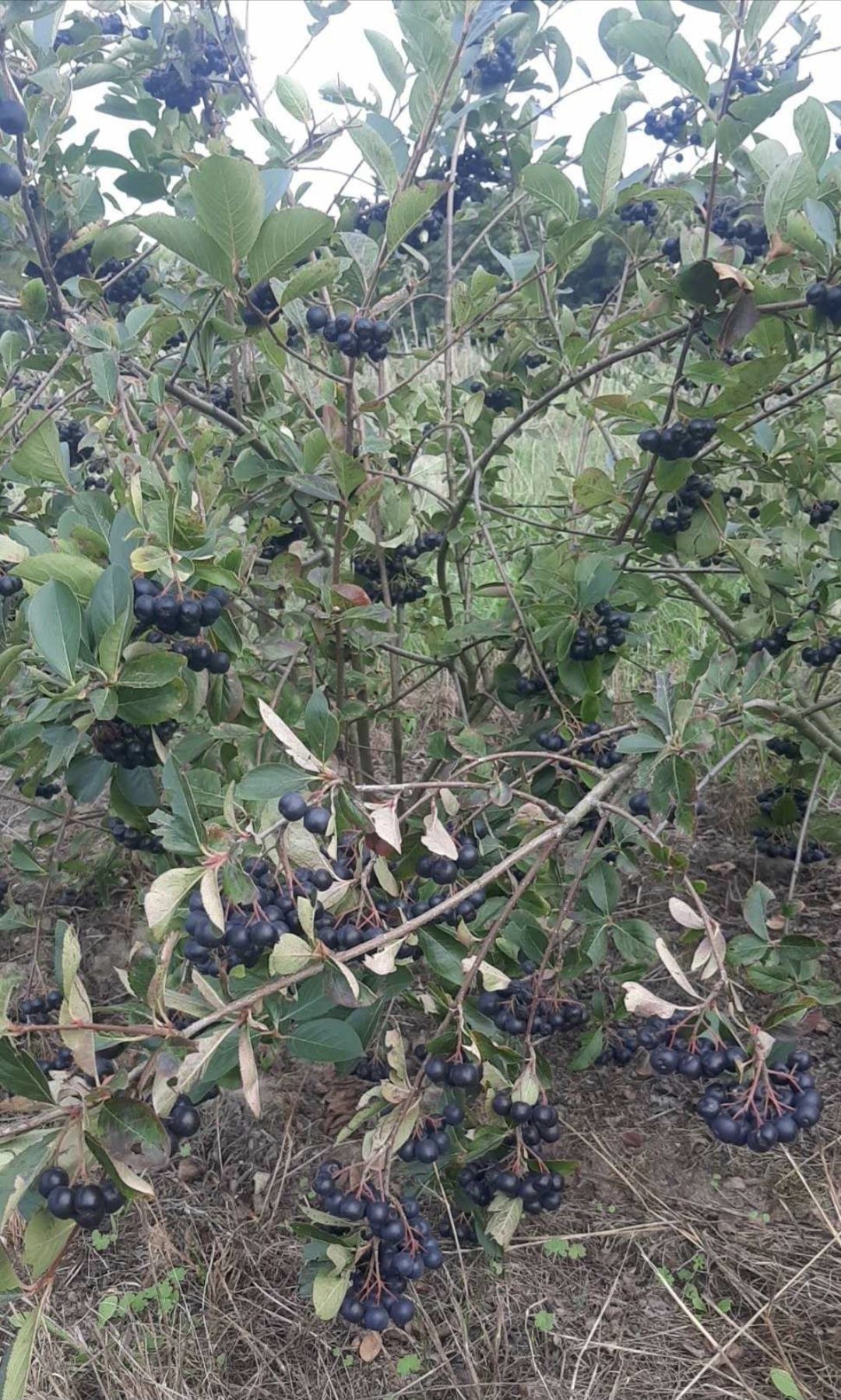 Aronia od producenta paczka 5kg, wysyłka Inpost
