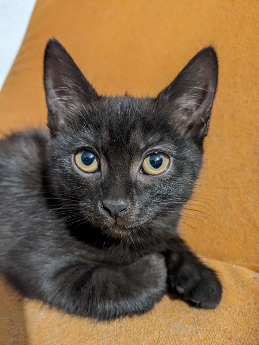 Кошеня від британки