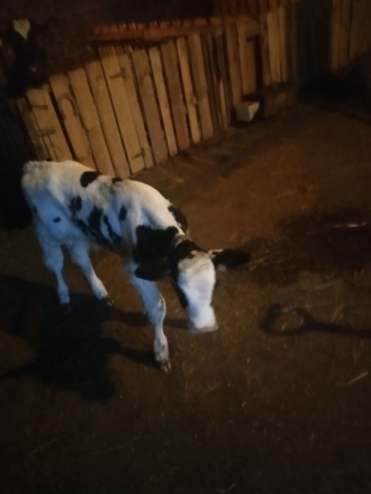 witam spszedam byczka