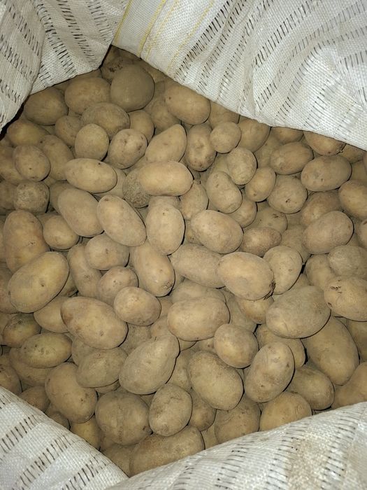 Ziemniaki paszowe odpadowe drobne 0.10gr