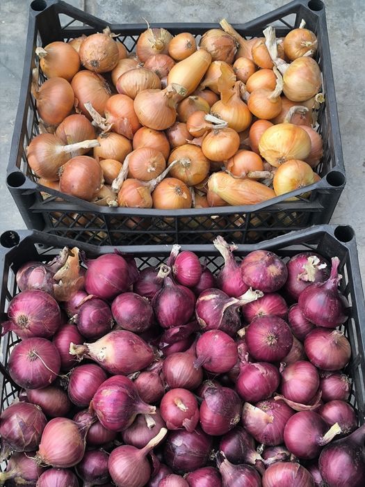 Продам домашню цибулю,лук