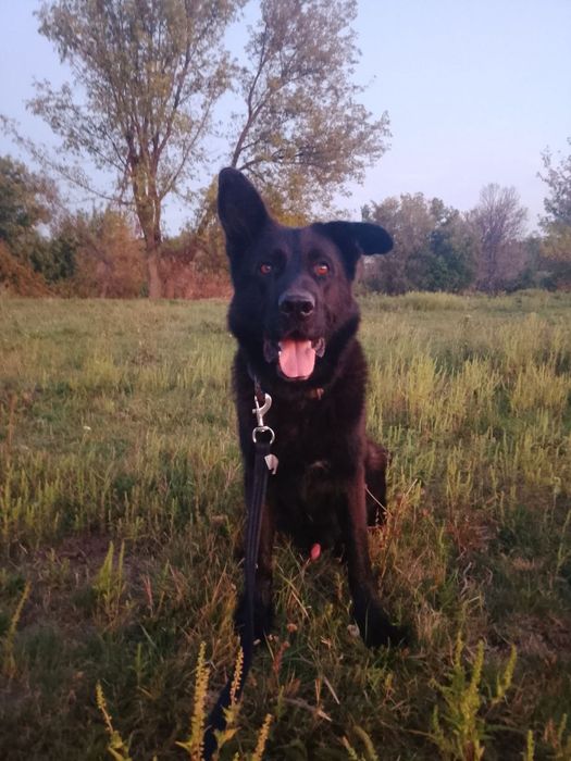 Отдам немецкую овчарку