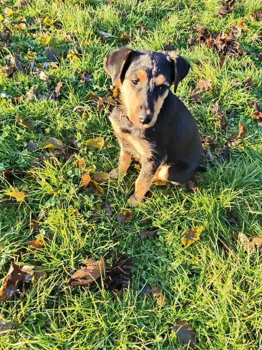 Pola  szczeniaka szuka domu