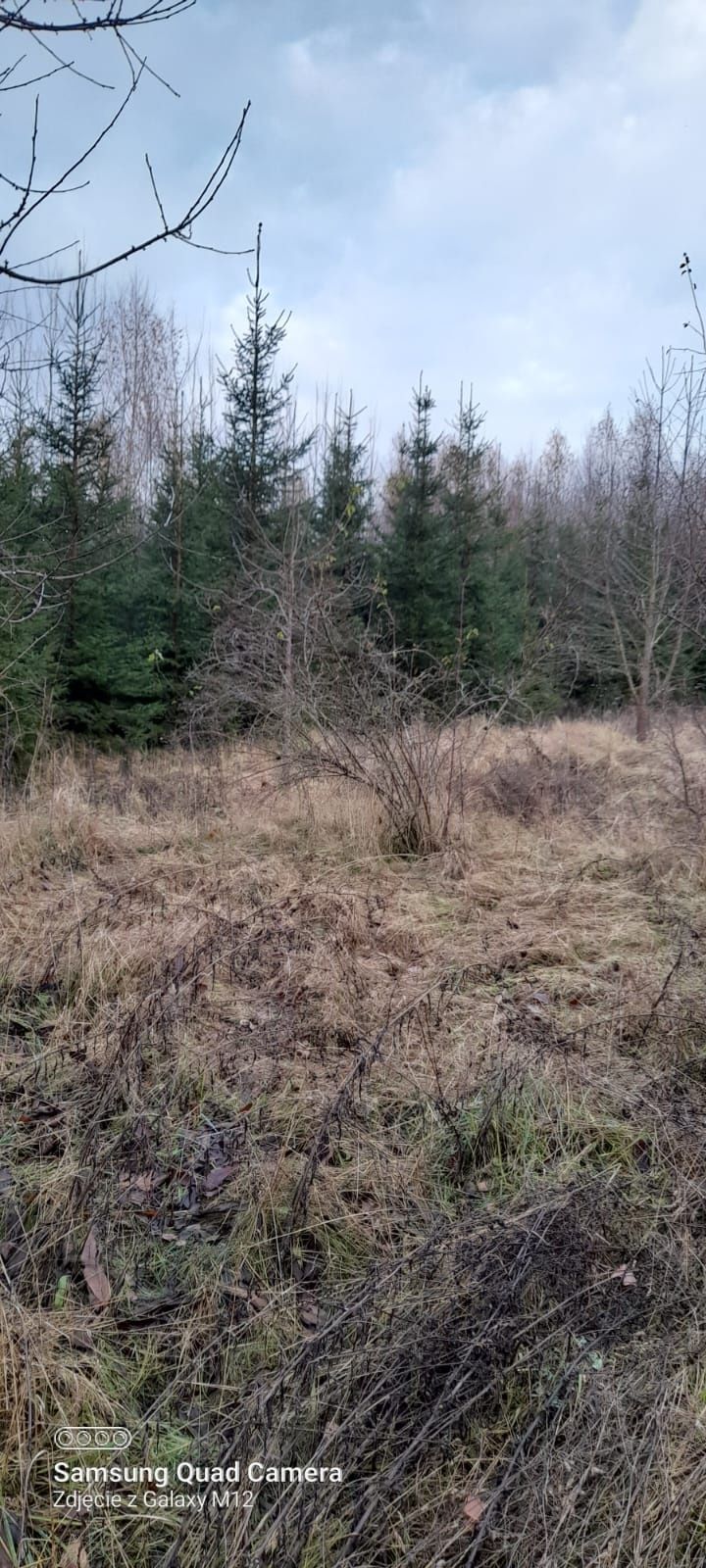 Choinki, świerki - plantacja ekologiczna