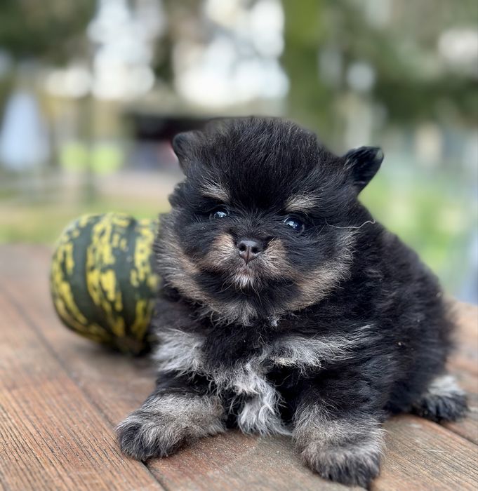 Szpic miniaturowy pomeranian black and tan pieski suczki