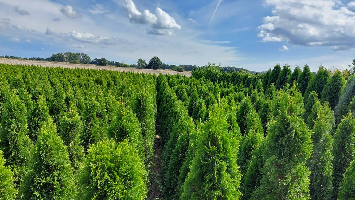 Tuja Thuja Szmaragd Żywopłot od 100 cm