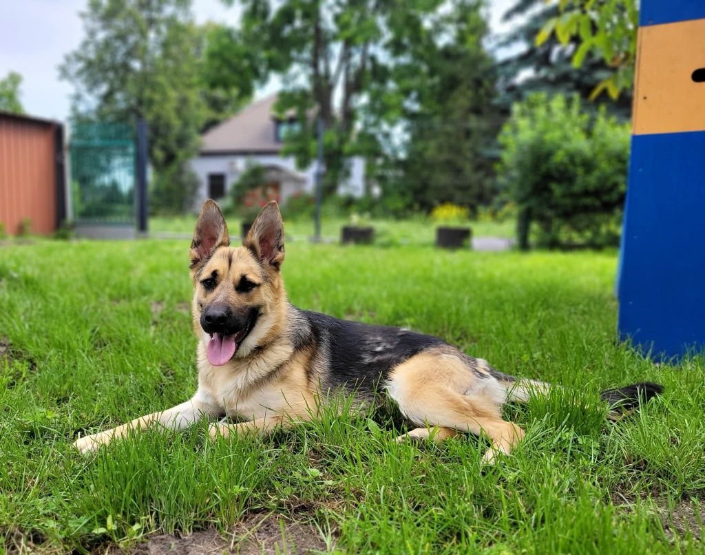 Astra do adopcji