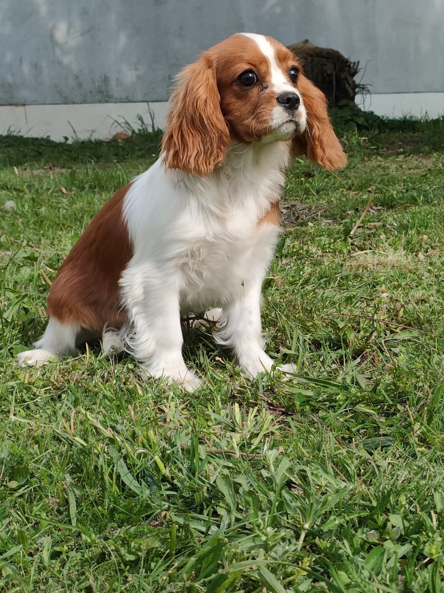 Cavalier King Charles spaniel piesek