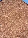 Sorgo czerwone 25 kg