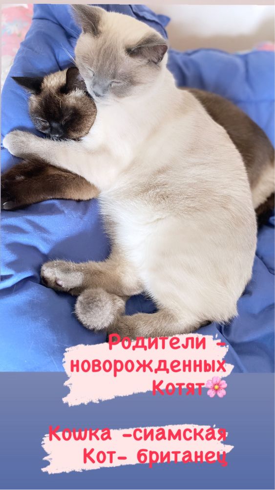 Породистые Котята британские
