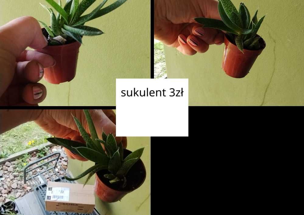 sansevieria, starzec, sukulenty, syngonium