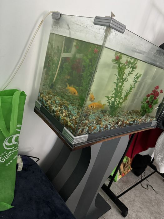 Aquario com suporte base