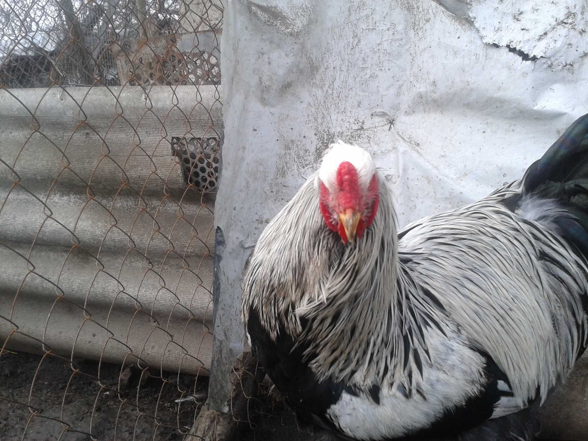 Продам инкубационное яйцо от кур породы Брама Тёмная, Петухи.