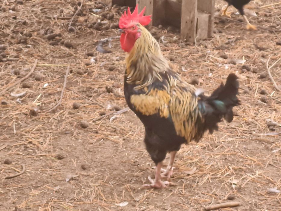 Zamienię koguty na nioski lub sprzedam