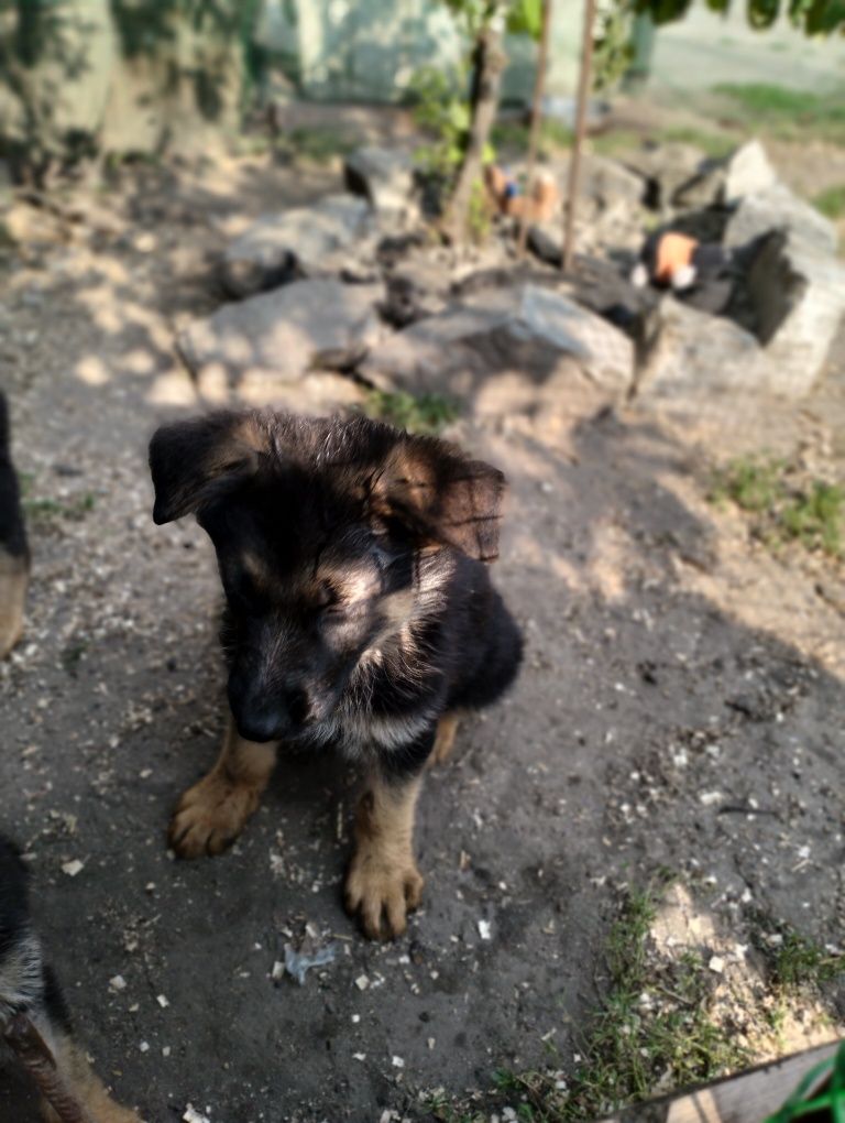 Цуценята німецької вівчарки